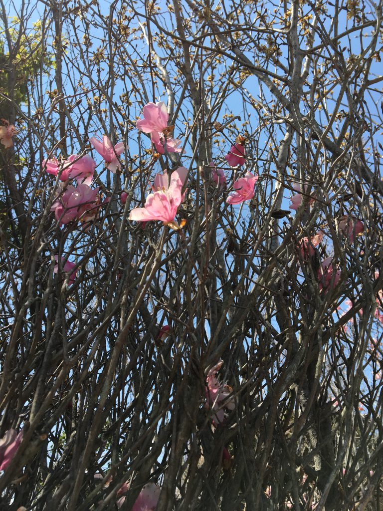 春になって樹木が入荷いたしました 今植えれば新緑の季節に間に合います 長野市でお庭のことなら塚田造園